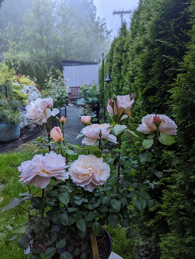 Building Photo - 35676 Ledgeview Dr