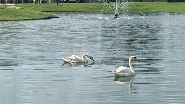 Foto del edificio - Chandler Pointe