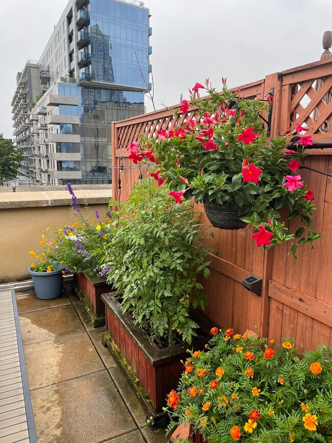 Building Photo - 1BR w/Private Terrace for Rent!