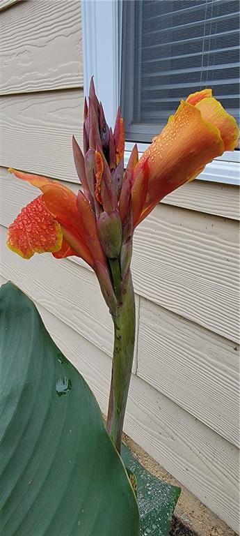 Foto del edificio - 505 Canton Ct