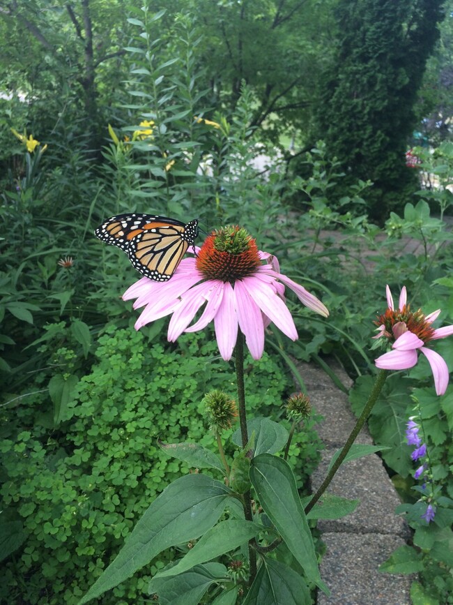 Native plants in backyard - 2344 Como Ave
