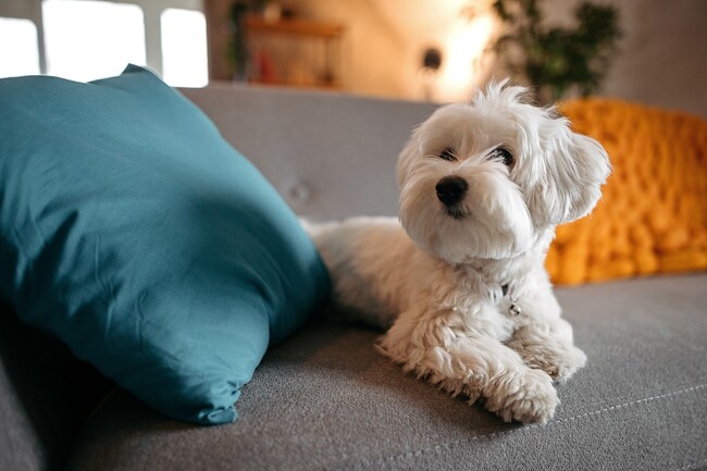 La comunidad que admite mascotas incluye un spa para mascotas, lo que garantiza una experiencia conveniente y agradable para los dueños de mascotas. - Modera Argyle