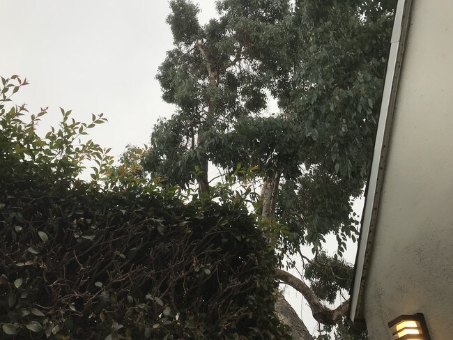 Trees above the property - 12150 Dunoon Ln