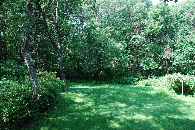 Back Yard - 743 Storrs Rd