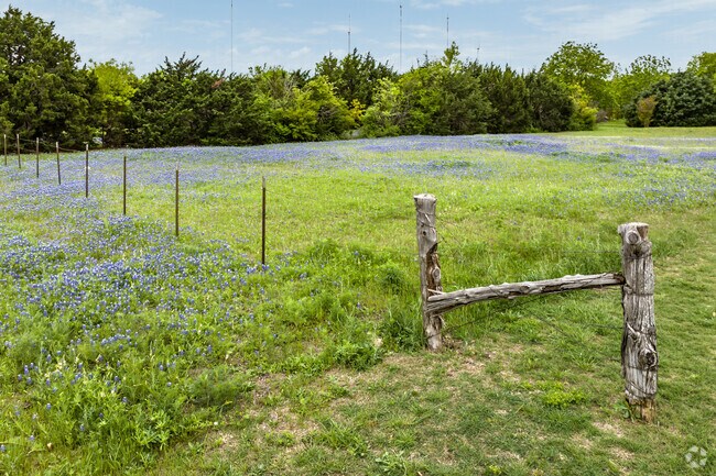 Spring Blooms Bring Texas State Flower Bluebonnets Billowing in Fields in High Pointe in Cedar Hill TX