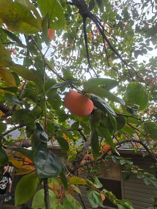 Building Photo - 2921 Henson Pl