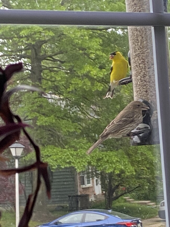 Bay window in kitchen offers front seat view of hummingbirds, finches, blue jays and other birds - 1777 Redgate Farms Ct