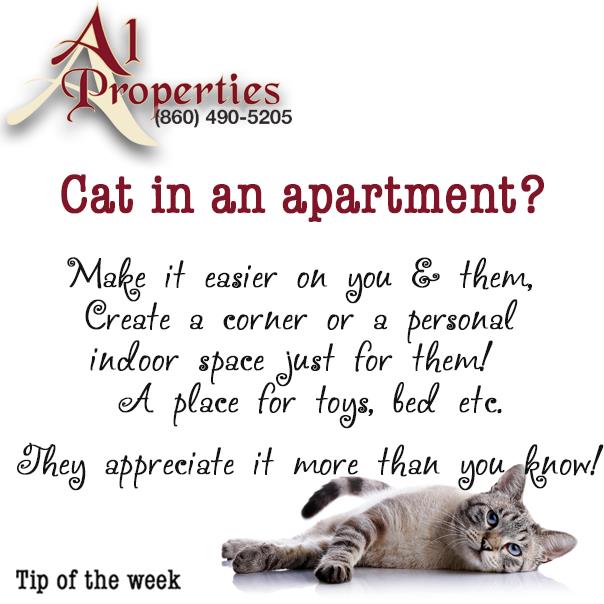 ¡Admitimos gatitos! - A1 Properties
