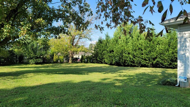 Back yard - 503 Mitchell Dr