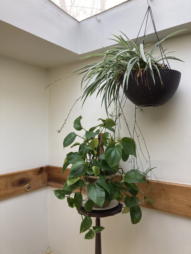 upper level under the skylight becomes a green house in winter - 979 Breckinridge Mill Rd