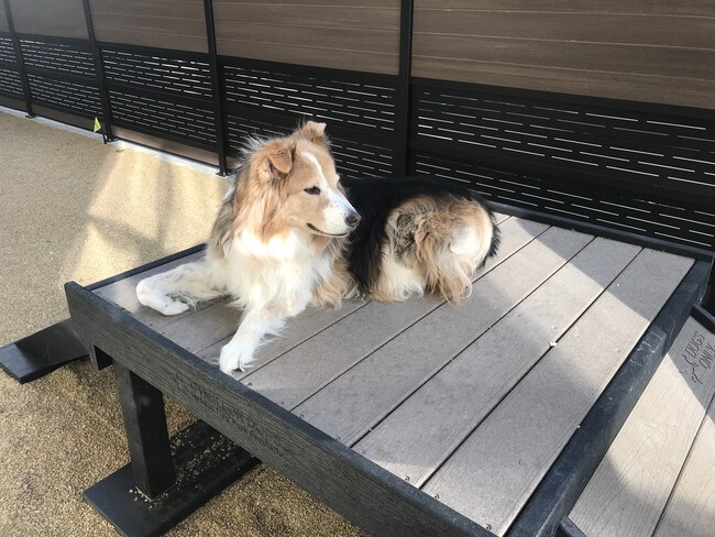 ¡Parque para mascotas - Edge on 4