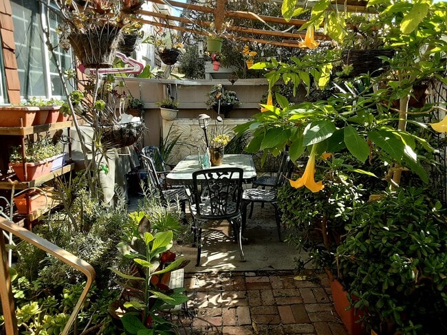 Lush Outdoor courtyard - 804 Pacific Ave