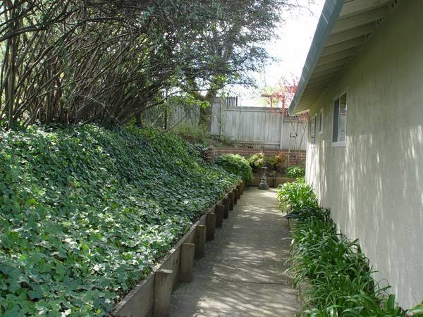 Rear walkway and ivy bank. - 1502 Neotomas Ave