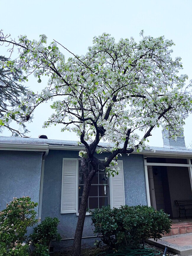 Pear tree is in full bloom - 15341 Cohasset St