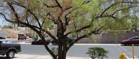 Foto del edificio - 1864 Fossil Butte Way