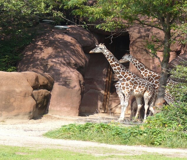 Giraffes at the zoo