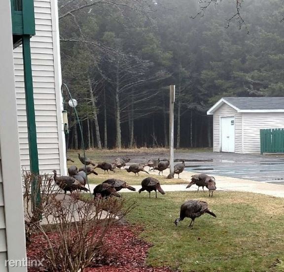 Northern Michigan turkey - Cherry Hill Apartments