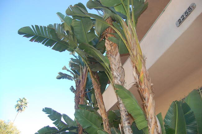 Front of building, Cahuenga blvd side - Mikado Apartments, Mid-Century Japanese