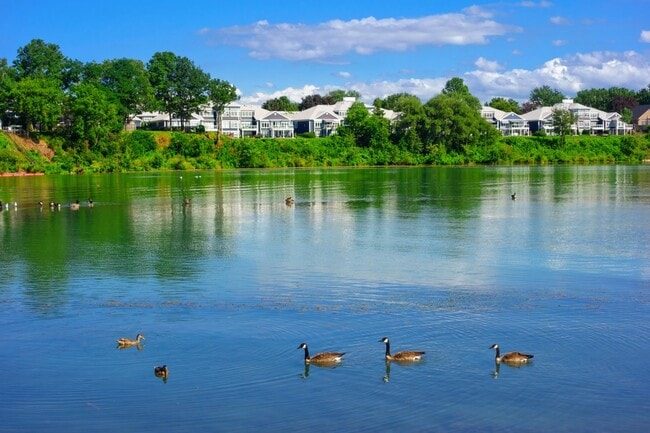 Canada geese swimming on Twelve Mile Creek