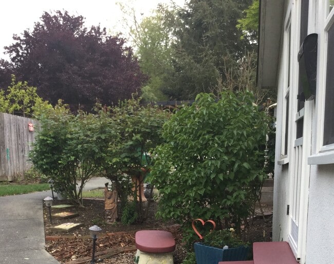 jardín de rosas junto al estudio - 205 Virginia Ave