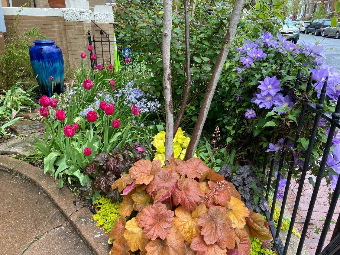 Front Garden - 81 S St NW