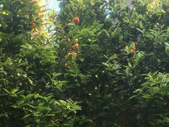 Many backyard fruit trees - 6057 Wilkinson Ave