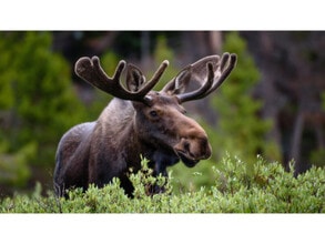 Building Photo - 606 Chimborazo Blvd