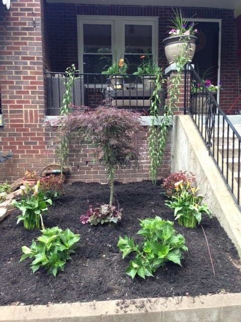 Front of house - 537 Summerlea St
