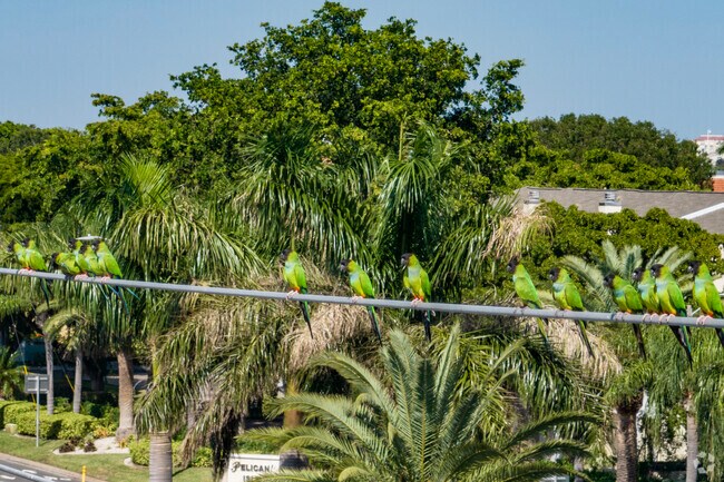 Wild green parrots and other tropical birds are a common sight in Tierra Verde.