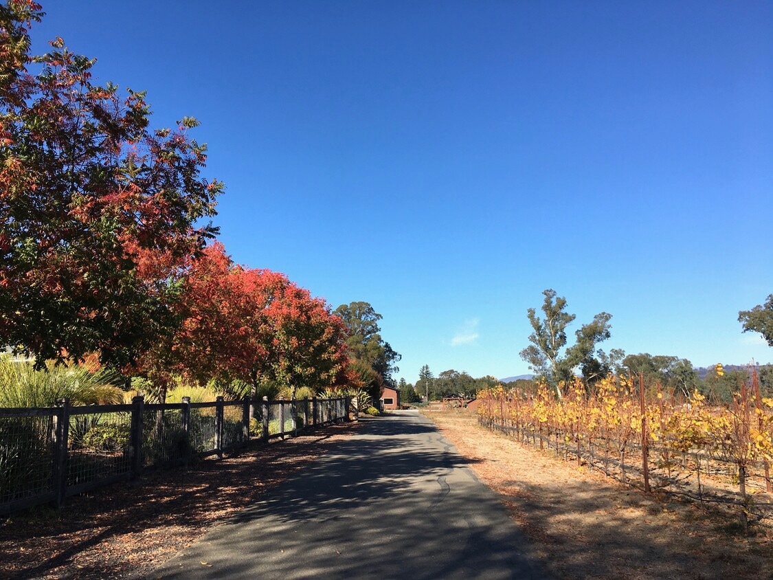 9903 Old Camp Ln, Windsor, CA 95492 House Rental in Windsor, CA