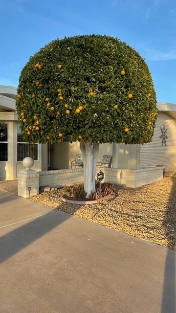 Building Photo - 10842 W Sequoia Dr