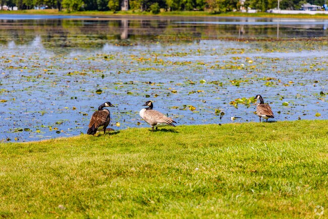 Many types of wildlife in Lakemoor are attracted to Lily Lake's calm waters.