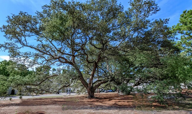 Icónico jardín de roble en vivo - Arbor Trace