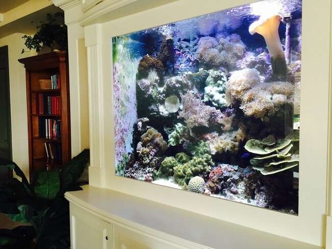 fish tank in the lobby - 10 Papaya St