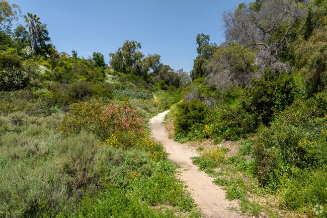 Olivia Canyon Trail located in Swan Canyon is in full bloom! Grab your shoes and water.