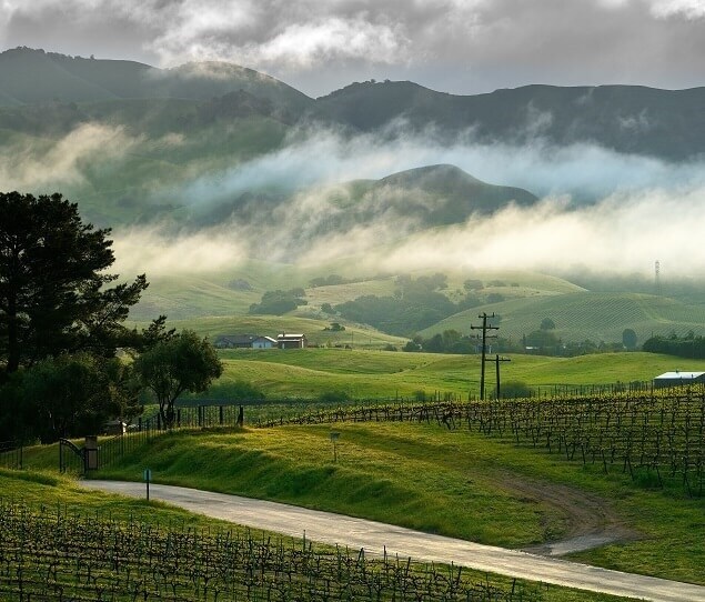 Vineyards near Pismo Beach