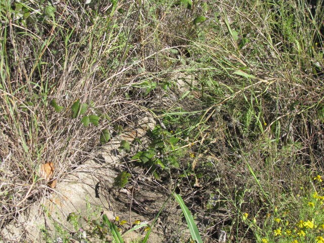 CURB AND GUTTER - 928 Crista Cv