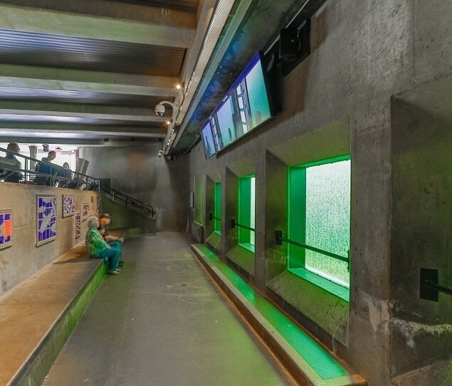 The Fish Ladder is located at the Ballard Locks