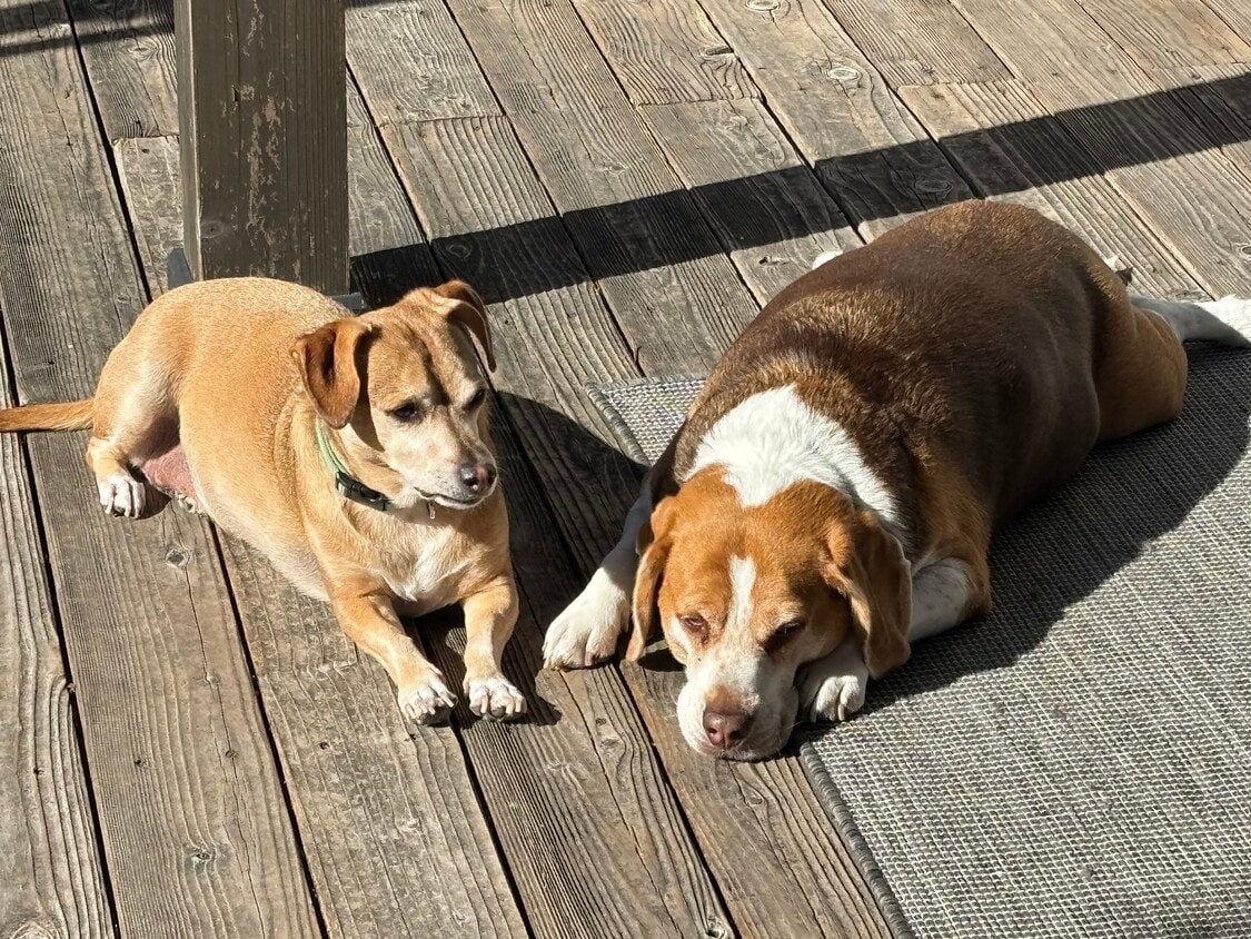 Foto del edificio - 425 Azores Cir