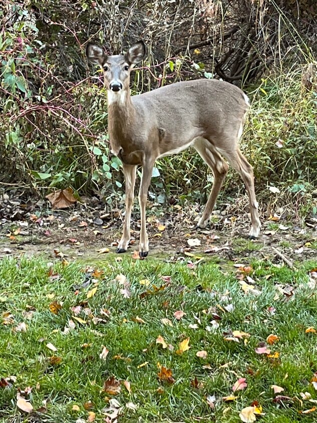 Foto principal - 7 Wexford Dr