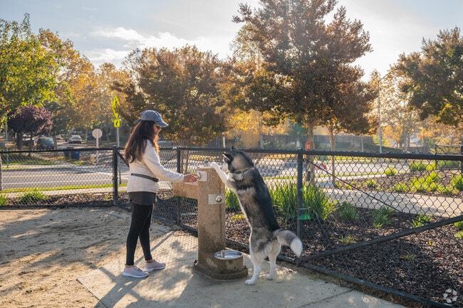 Apparently this Husky likes to drink out of the human drinking fountain.