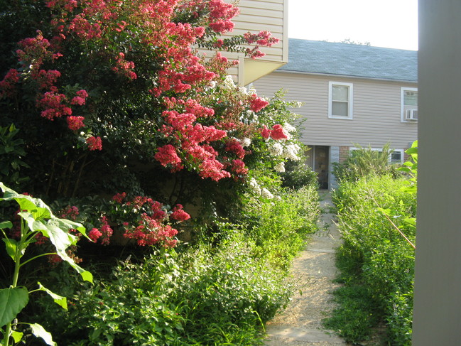 REAR,GARDEN PATH - 517 Montgomery St