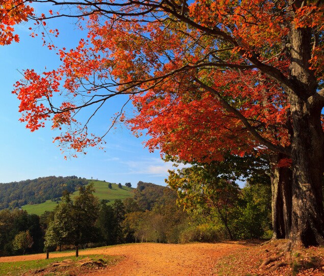 Hiking trail at Monticello