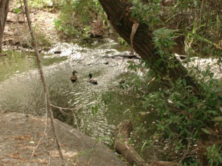 creek - 12025 Poway Rd