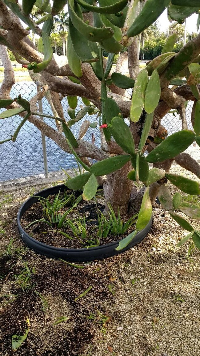 Nopal y plantas de aloe en el patio trasero - 4850 Southwest 41st Avenue