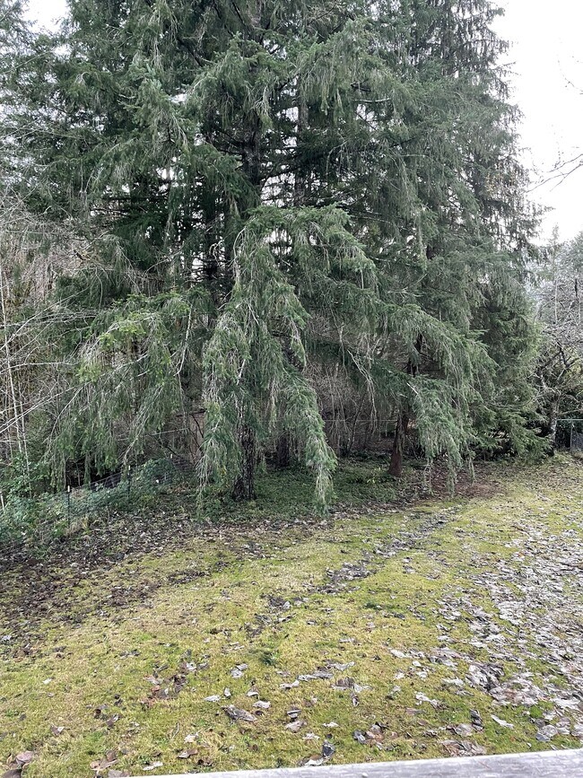 Yard is surrounded by trees - 293383 Highway 101
