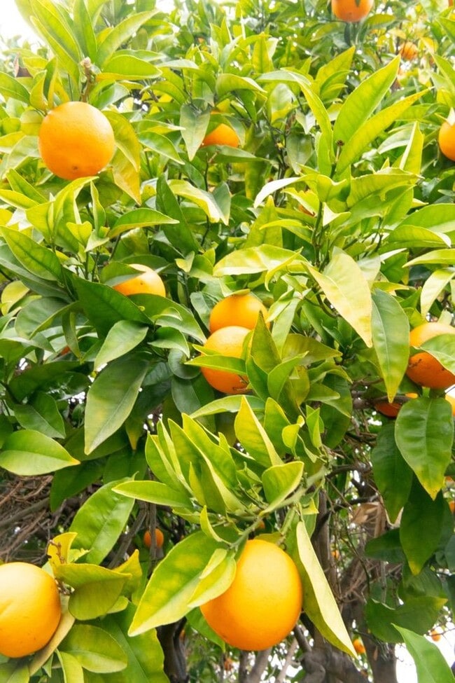 Building Photo - 602 Chiquita Ave