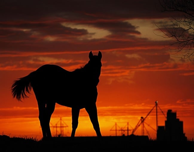 Horse at sunset near Lawton