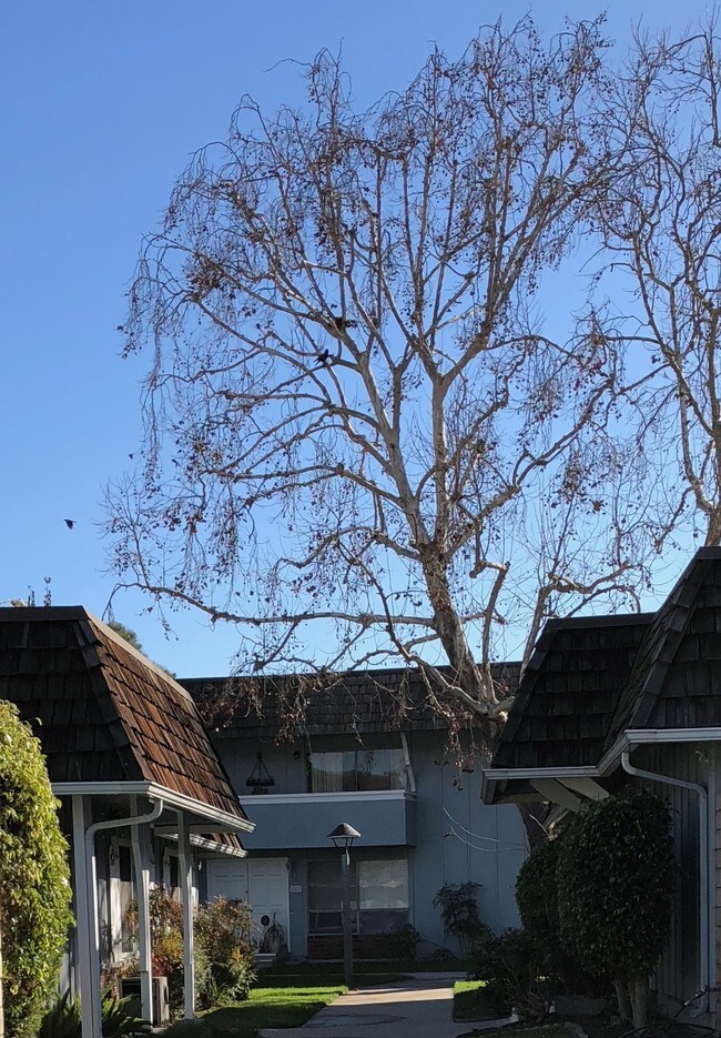 beautiful trees - 4112 Elizabeth Ct