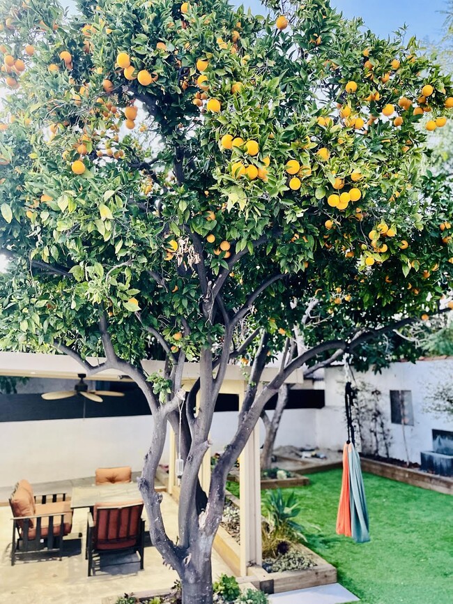 Abundant oranges.. - 3927 Degnan Blvd